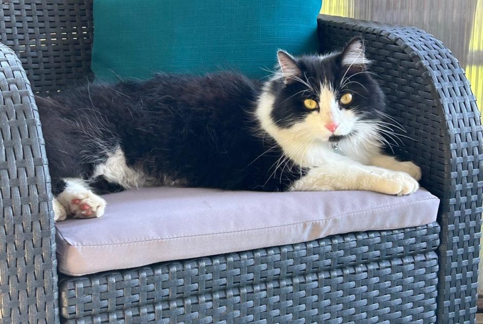 Vermisstmeldung Katze rassenmischung Männliche , 4 jahre Trouy Frankreich
