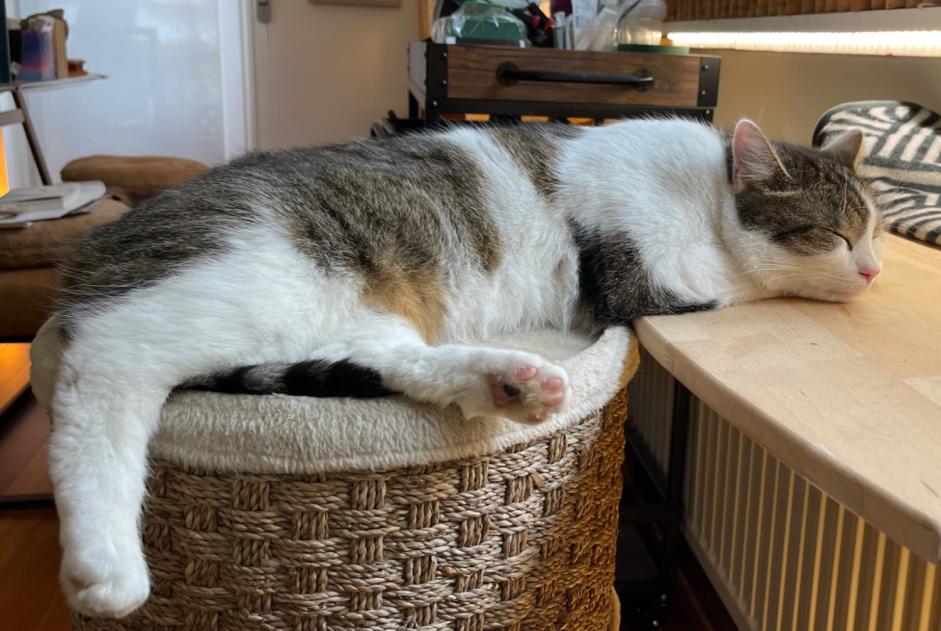 Vermisstmeldung Katze Männliche , 2 jahre Mersch Luxemburg