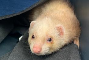 Fundmeldung Andere Furet Unbekannt Vauciennes Frankreich