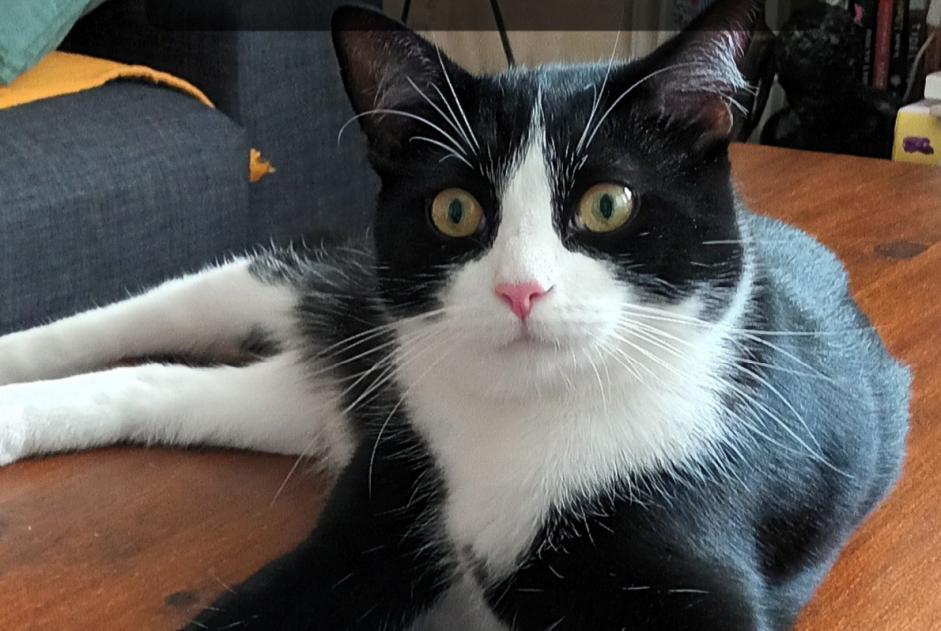 Vermisstmeldung Katze rassenmischung Männliche , 2 jahre Paris Frankreich