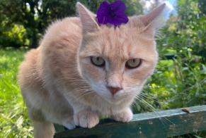 Vermisstmeldung Katze Weiblich , 3 jahre Haucourt-Moulaine Frankreich