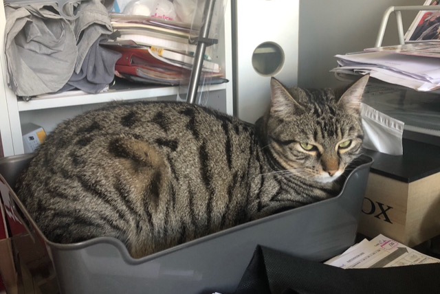 Vermisstmeldung Katze rassenmischung Männliche , 1 jahre Saint-Junien Frankreich