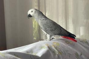 Vermisstmeldung Vogel Weiblich , 2025 jahre Luxembourg Luxemburg
