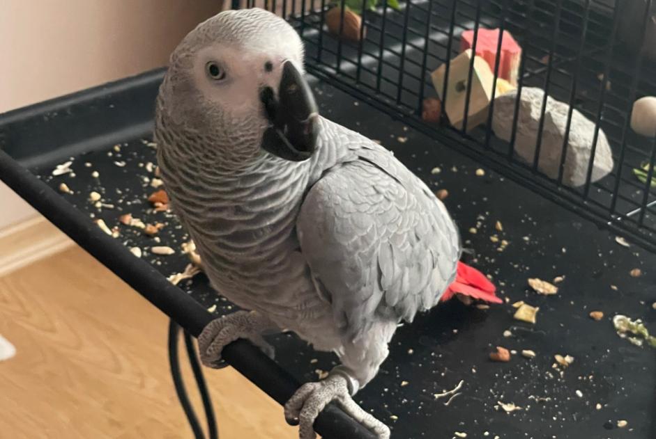 Vermisstmeldung Vogel Weiblich , 2025 jahre Luxembourg Luxemburg