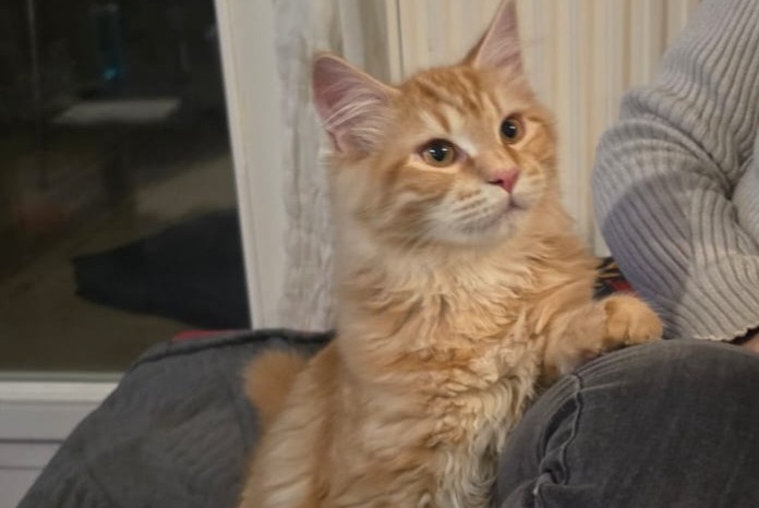 Vermisstmeldung Katze rassenmischung Männliche , 1 jahre Villeurbanne Frankreich