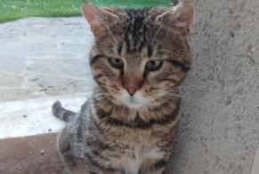 Fundmeldung Katze Männliche Chamant Frankreich