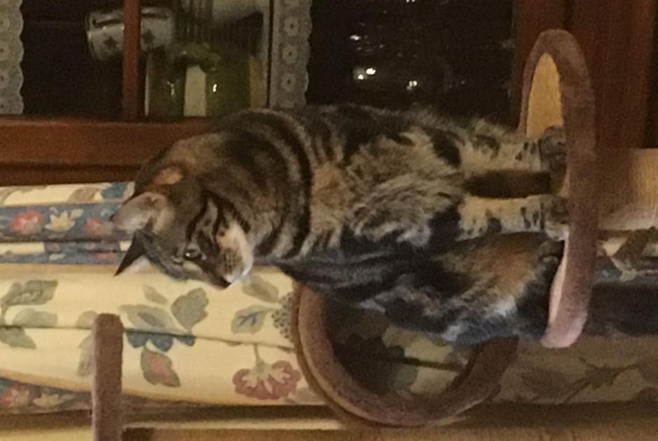 Vermisstmeldung Katze Männliche , 3 jahre Couddes Frankreich