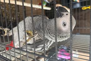 Fundmeldung Vogel Unbekannt Luxembourg Luxemburg