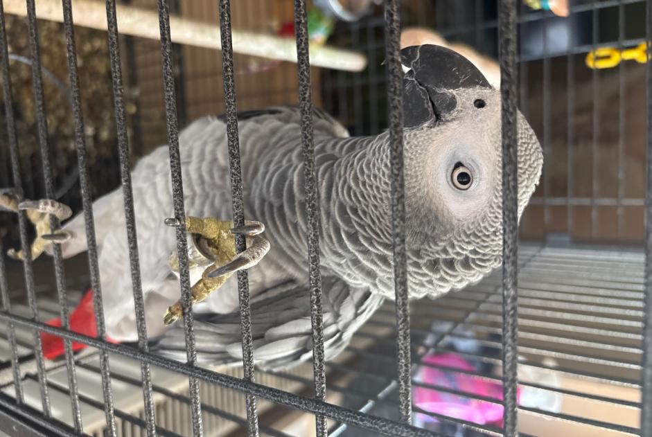 Fundmeldung Vogel Unbekannt Luxembourg Luxemburg