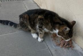 Fundmeldung Katze rassenmischung Weiblich Luxembourg Luxemburg
