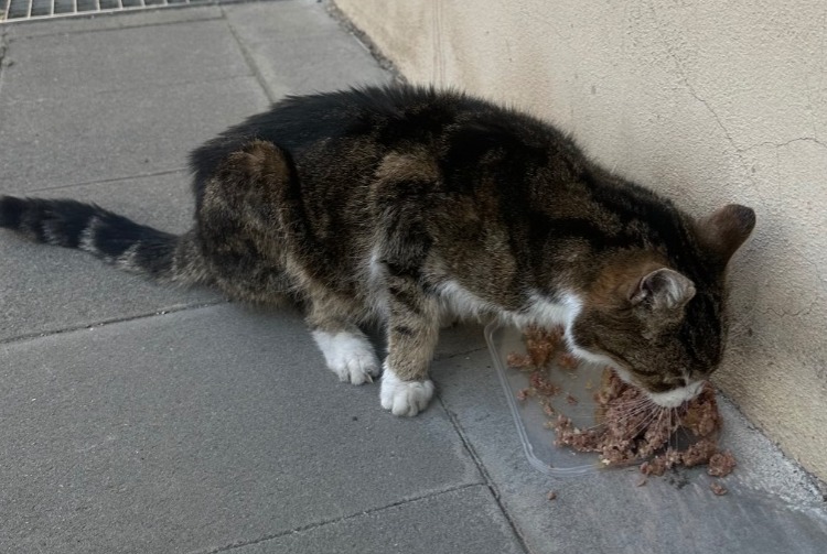 Fundmeldung Katze rassenmischung Weiblich Luxembourg Luxemburg