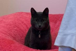 Disappearance alert Cat Male , 5 years Luxembourg Luxembourg