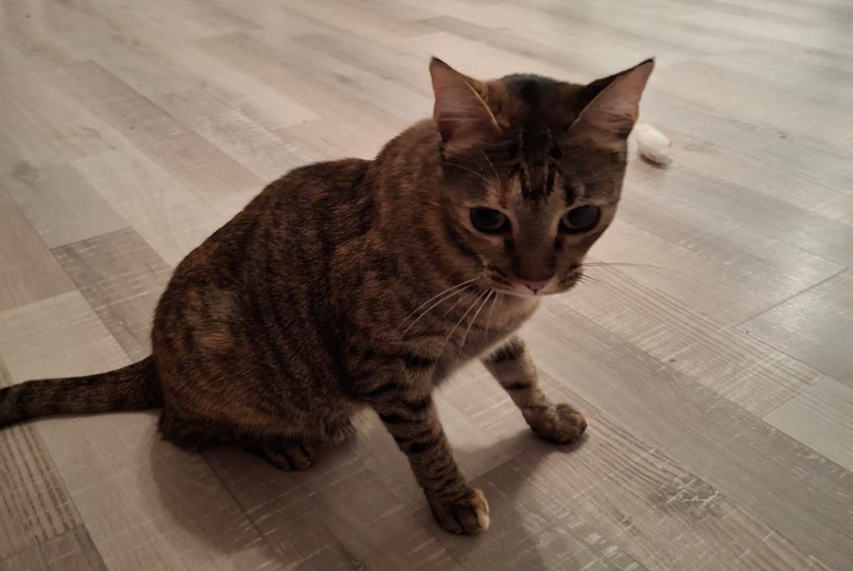 Disappearance alert Cat Female , 5 years Luxembourg Luxembourg