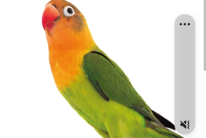 Disappearance alert Bird Male , 2025 years Tulette France