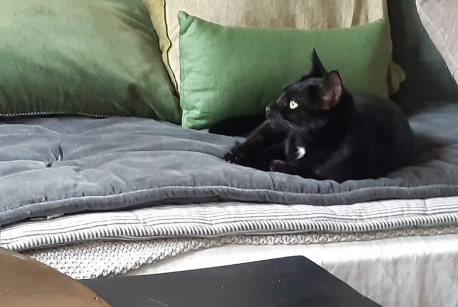 Disappearance alert Cat  Female , 6 years Villerable France