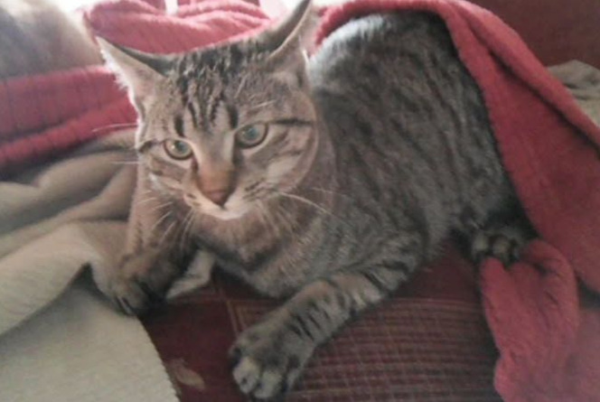 Disappearance alert Cat miscegenation Male , 1 years Saint-Jean-Kourtzerode France