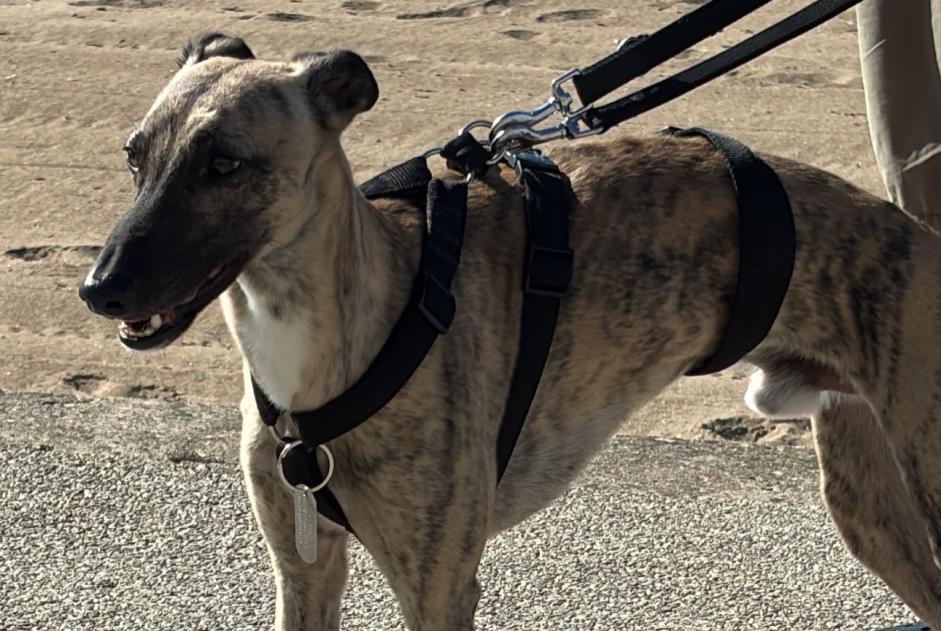 Disappearance alert Dog  Male , 54 years Diekirch Luxembourg