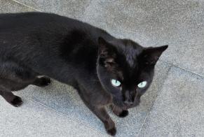 Discovery alert Cat Male Luxembourg Luxembourg