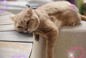 Disappearance alert Cat  Male , 5 yeahr Luxembourg Luxembourg