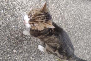 Alerta de Hallazgo Gato Desconocido Luxembourg Luxemburgo