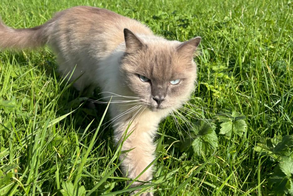 Alerta de Desaparición Gato  Macho , 2 años Luxembourg Luxemburgo