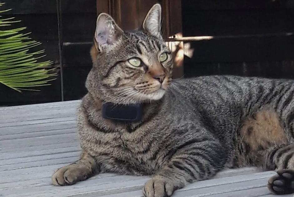 Alerta de Desaparición Gato cruce Macho , 3 años Lanton Francia