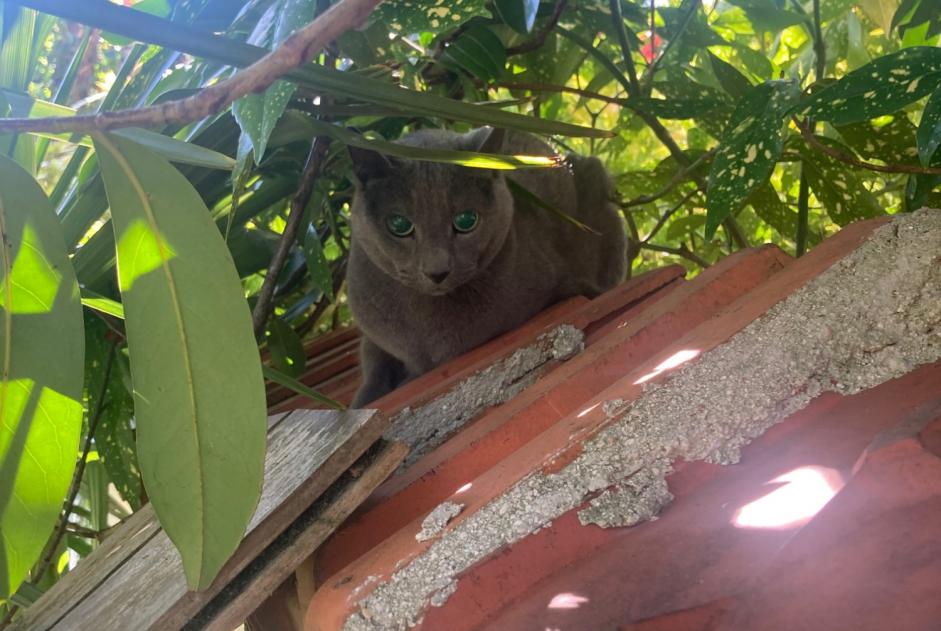Alerta de Hallazgo Gato  Desconocido Montgeron Francia
