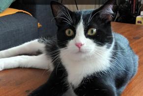 Alerta de Desaparición Gato cruce Macho , 2 años Paris Francia