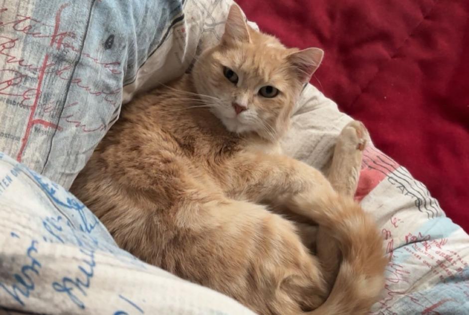 Alerta de Desaparición Gato Hembra , 3 años Haucourt-Moulaine Francia