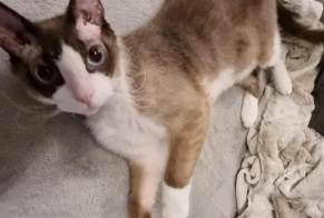 Alerta de Desaparición Gato  Macho , 6 años Hussigny-Godbrange Francia