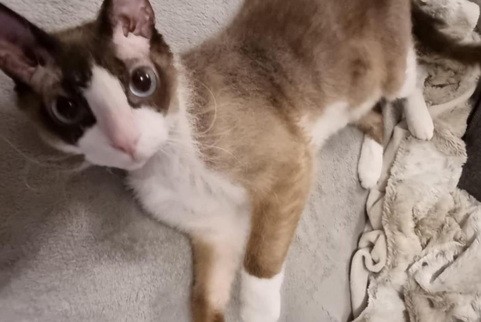Alerta de Desaparición Gato  Macho , 6 años Hussigny-Godbrange Francia