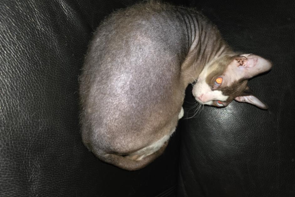 Alerta de Desaparición Gato  Macho , 6 años Hussigny-Godbrange Francia