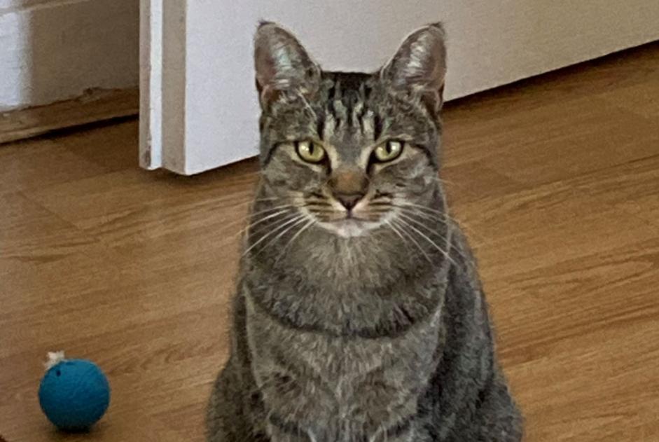 Alerta de Desaparición Gato cruce Hembra , 3 años Orléans Francia