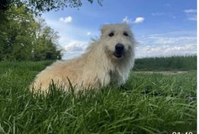 Alerta de Desaparición Perro cruce Hembra , 3 años Saint-Marcel-lès-Valence Francia
