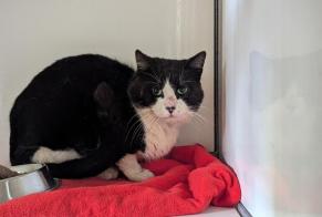 Alerta de Hallazgo Gato Macho Domagné Francia
