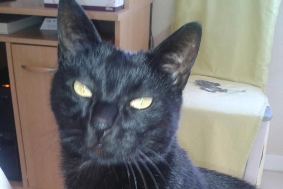 Alerta de Desaparición Gato Macho , 17 años Chavelot Francia