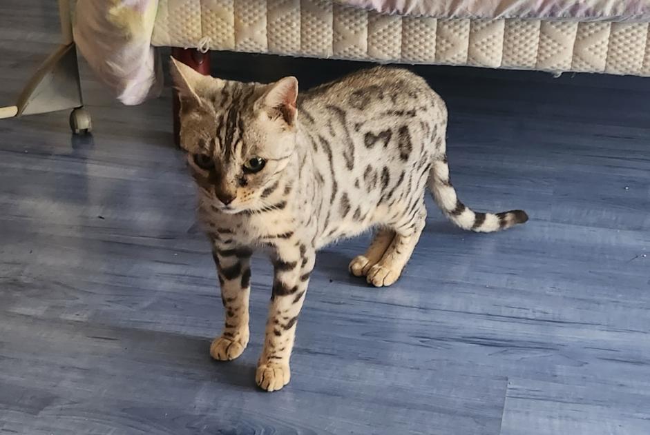 Alerta de Desaparición Gato  Hembra , 7 años Champs-sur-Yonne Francia