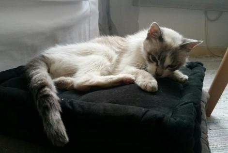 Details De L Alerte Decouverte Chat Trouve Rue Pierre Amys Rennes France