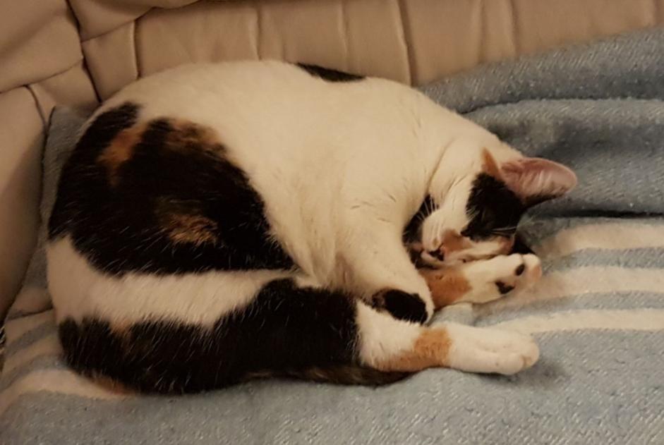 Alerte Disparition Chat croisement Femelle , 8 ans Clairac France