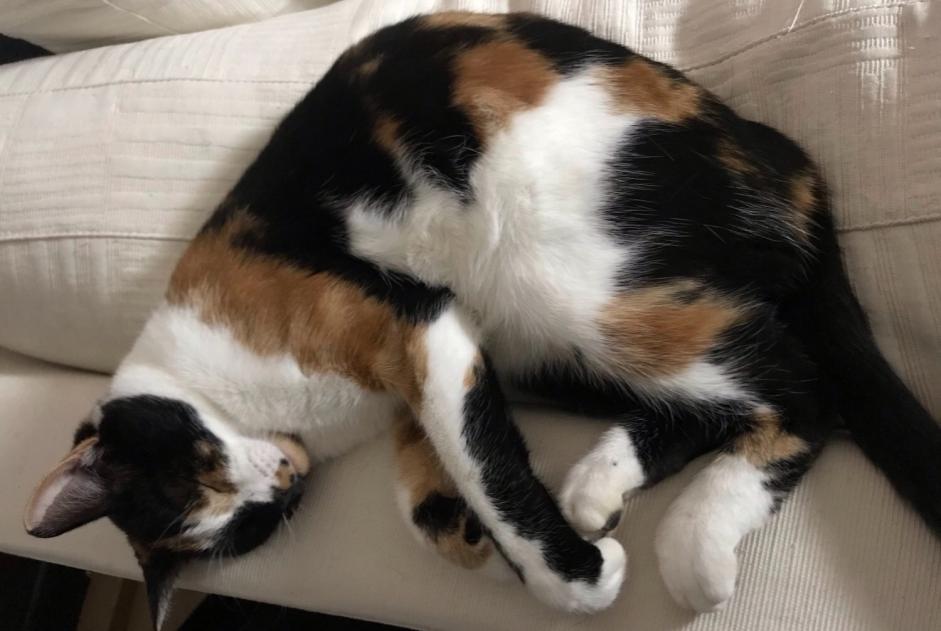 Alerte Disparition Chat  Femelle , 6 ans Château-Salins France
