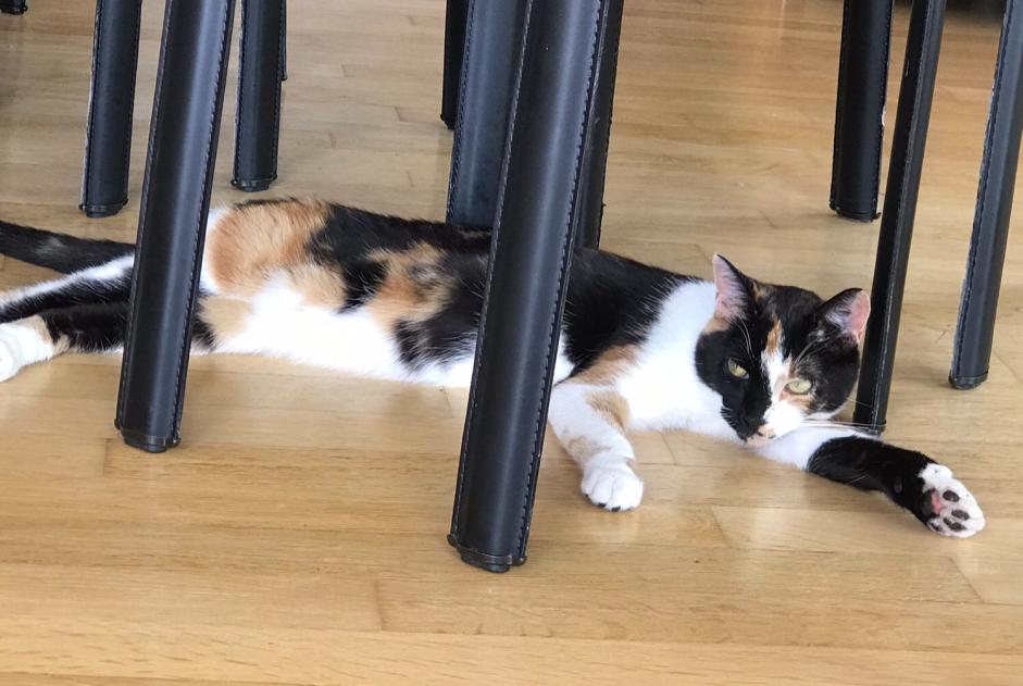 Alerte Disparition Chat  Femelle , 6 ans Château-Salins France