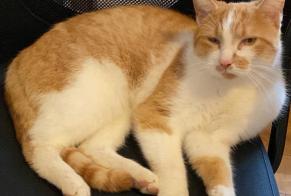 Alerte Disparition Chat croisement Mâle , 3 ans Sanem Luxembourg