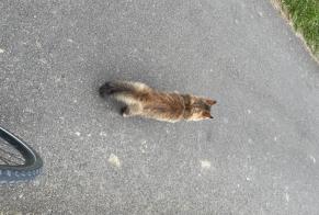 Alerte Découverte Chat Femelle Bertrange Luxembourg