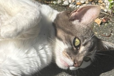 Alerte Disparition Chat  Femelle , 6 ans Mertert Luxembourg