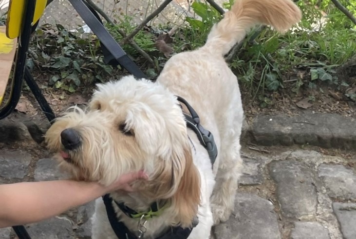 Alerte Disparition Chien croisement Mâle , 2 ans Luxembourg Luxembourg