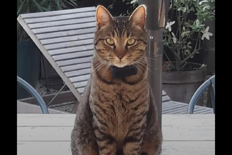 Alerte Disparition Chat croisement Mâle , 3 ans Lanton France
