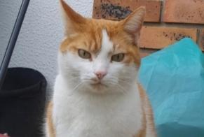 Alerte Disparition Chat Mâle , 9 ans Saint-Germain-lès-Corbeil France