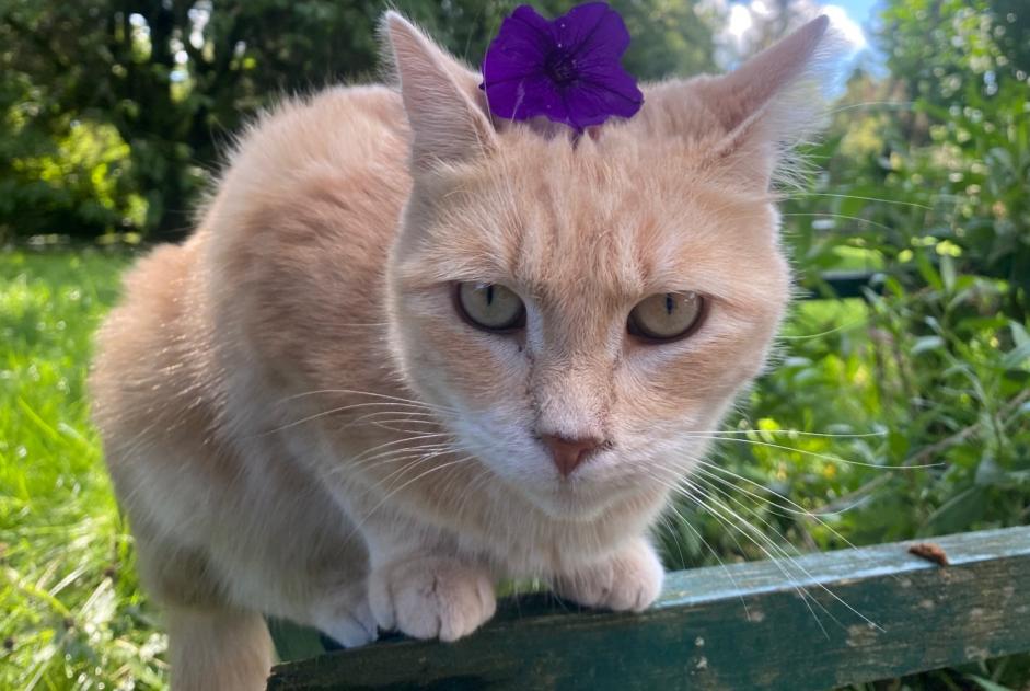Alerte Disparition Chat Femelle , 3 ans Haucourt-Moulaine France