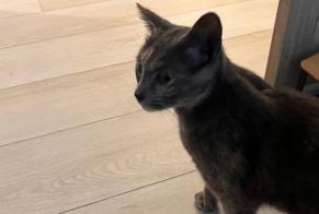 Alerte Découverte Chat Femelle Villeurbanne France