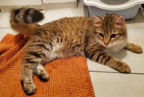 Alerte Découverte Chat Mâle Lyon France